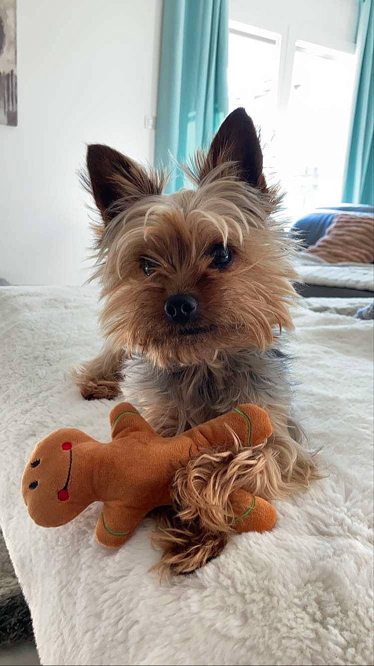 Rio a rejoint le concours — aidez-le/la à gagner de superbes lots ! biewer_terrier, canidae, carnivore, companion_dog, dog, dog_breed, dog_supply, ear, fawn, fur, holiday, liver, small_terrier, snout, sporting_group, terrier, toy_dog, wood, working_animal, yorkshire_terrier