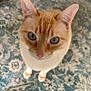 cat, orange_cat, blue_eyes, curious, looking_up, indoor, carpet, patterned_rug, pet, whiskers, ears, close_up, feline, domestic_cat, floor, cute, animal, portrait, standing, soft_light