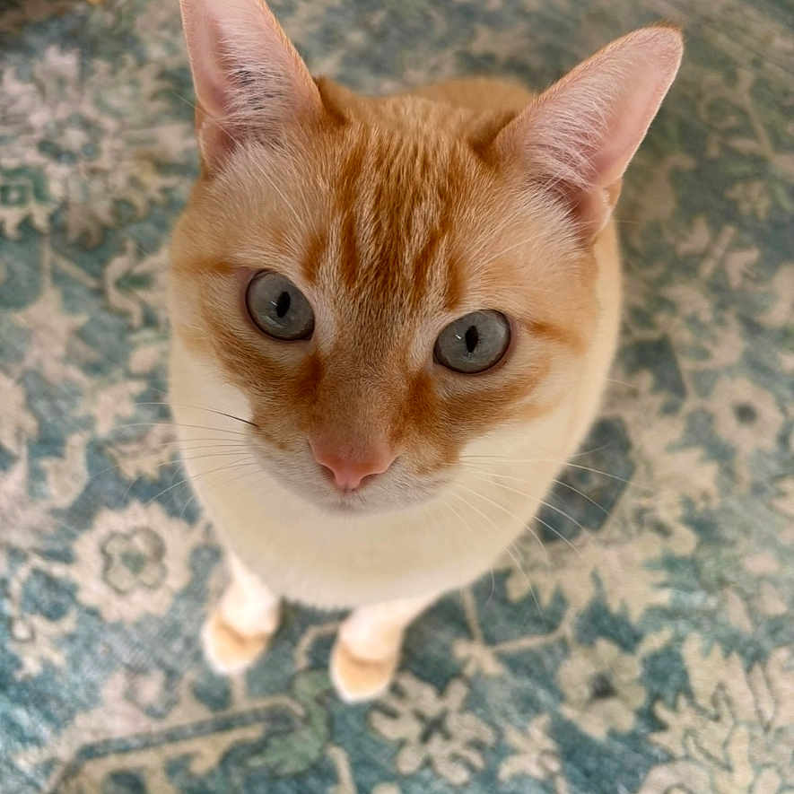 Max a rejoint le concours — aidez-le/la à gagner de superbes lots ! animal, blue_eyes, carpet, cat, close_up, curious, cute, domestic_cat, ears, feline, floor, indoor, looking_up, orange_cat, patterned_rug, pet, portrait, soft_light, standing, whiskers