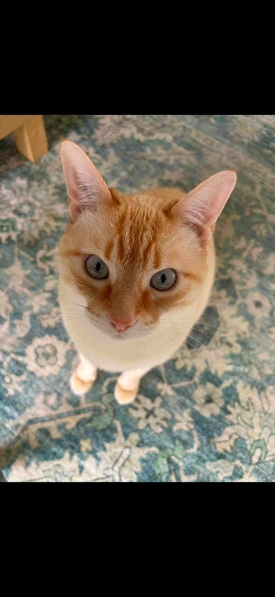 Max a rejoint le concours — aidez-le/la à gagner de superbes lots ! cat, orange_cat, blue_eyes, curious, looking_up, indoor, carpet, patterned_rug, pet, whiskers, ears, close_up, feline, domestic_cat, floor, cute, animal, portrait, standing, soft_light