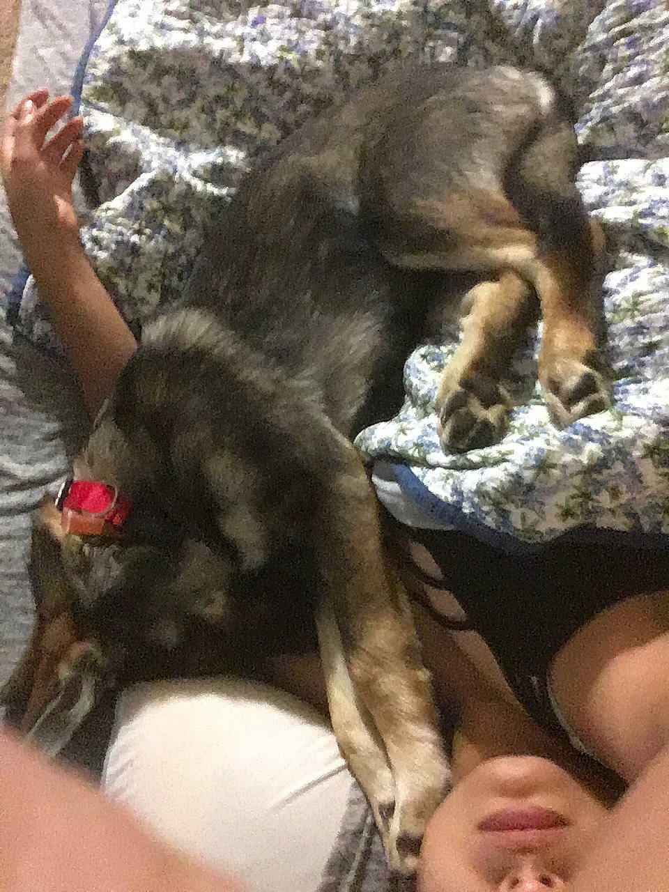 Bruce joined the competition — help win amazing prizes! fawn, fur, hand