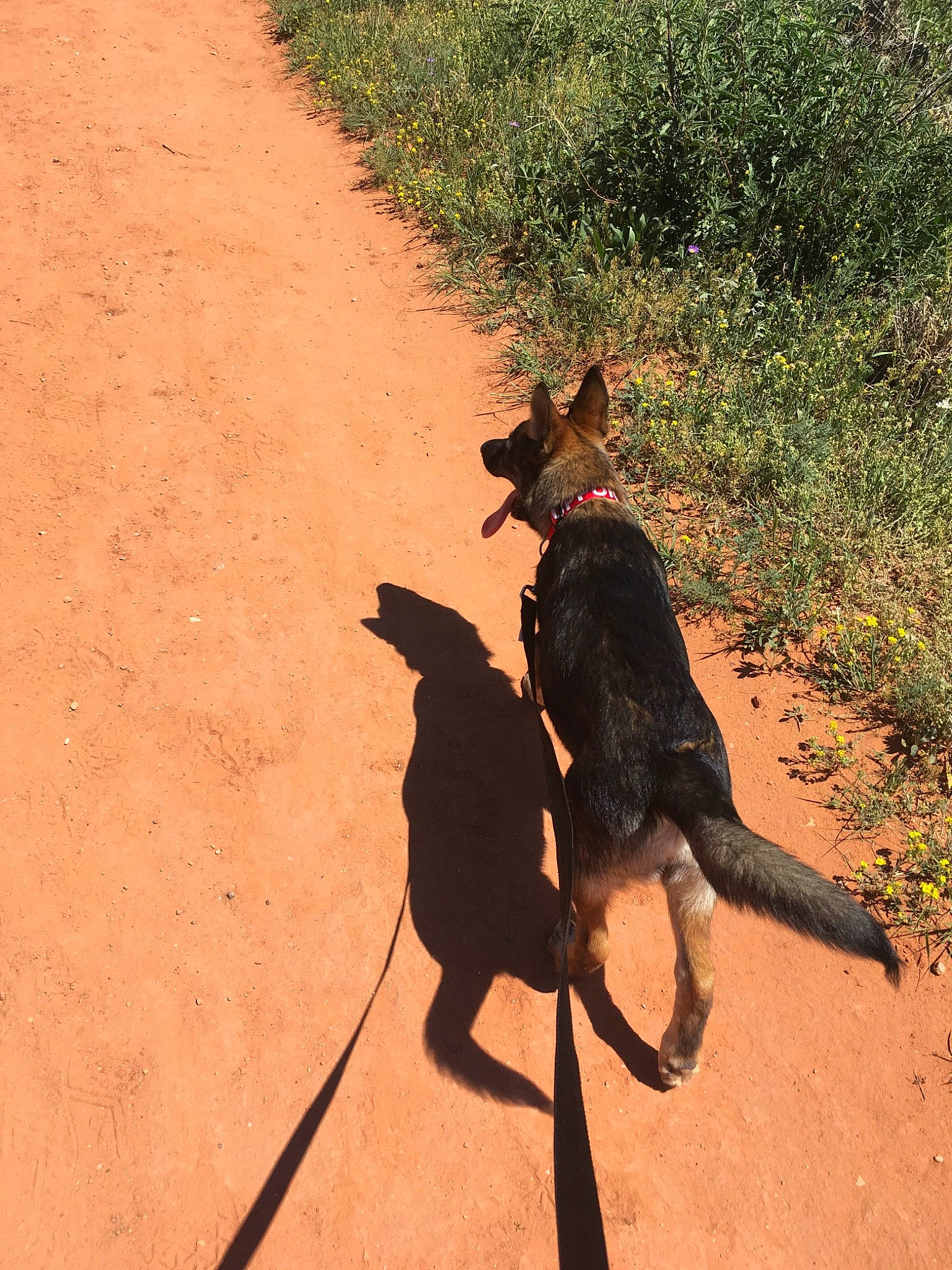 Bruce joined the competition — help win amazing prizes! canidae, carnivore, dog, dog_breed, hunting_dog, leash, police_dog, shadow, sporting_group, tail, working_dog