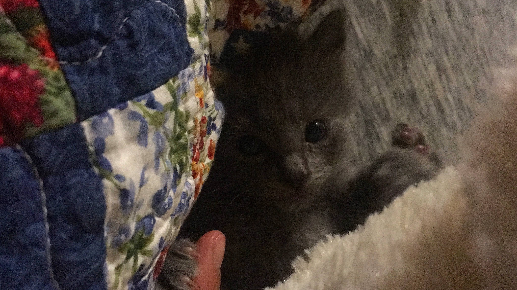 Atlas joined the competition — help win amazing prizes! chinchilla, fur, rabbit, rabbits_and_hares, rodent, wildlife