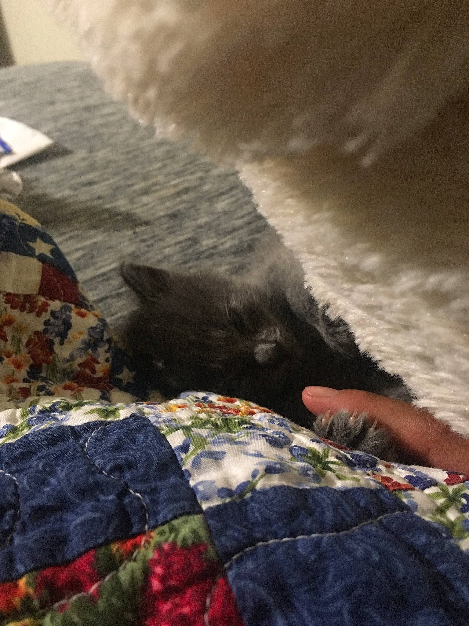 Atlas joined the competition — help win amazing prizes! art, bed, bed_sheet, bedding, bedroom, blanket, furniture, human_leg, leg, linens, quilt, quilting, room, sand, sunlight, textile, vacation, wave, world