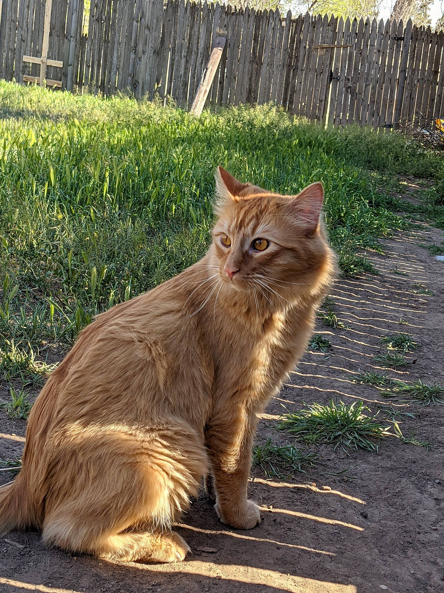 Aires is registered to the contest to win money with this photo: carnivore, cat, claw, domestic_short_haired_cat, fawn, felidae, fence, fur, grass, paw, plant, road_surface, small_to_medium_sized_cats, snout, tail, terrestrial_animal, whiskers, wildlife, wood