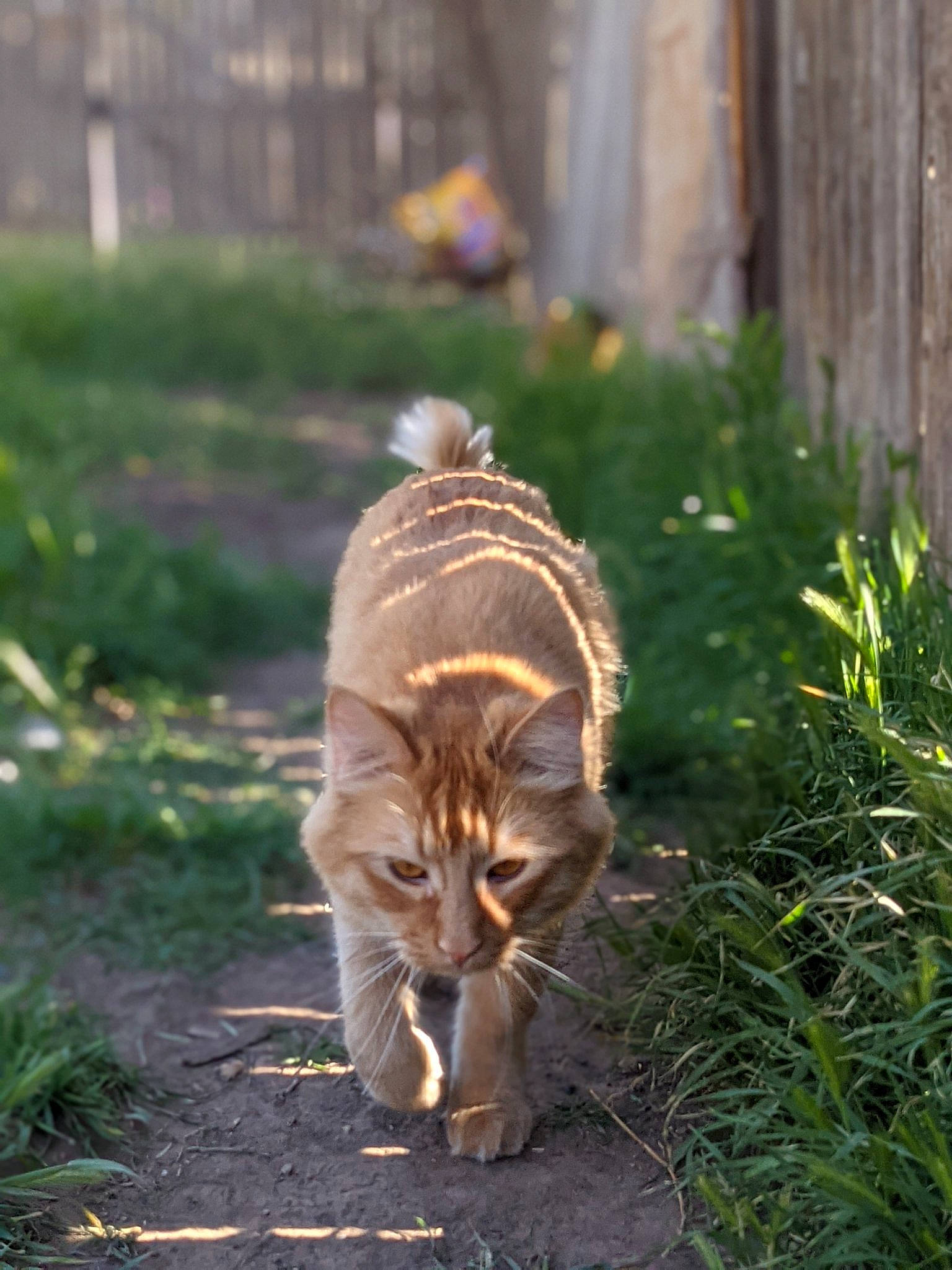 Aires joined the competition — help win amazing prizes! asphalt, carnivore, cat, domestic_short_haired_cat, eye, fawn, felidae, fur, grass, groundcover, plant, road_surface, small_to_medium_sized_cats, snout, tail, terrestrial_animal, tree, trunk, whiskers, wood