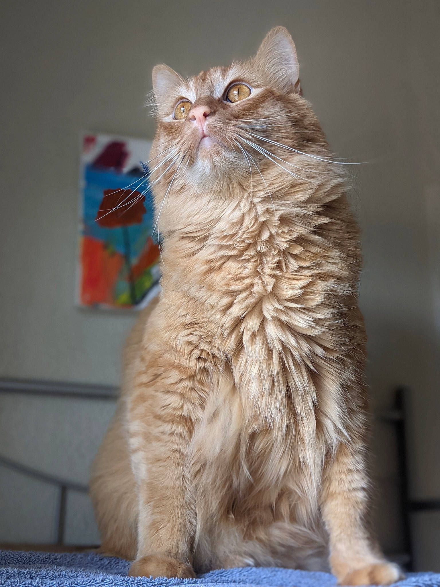 Aires is registered to the contest to win money with this photo: carnivore, cat, claw, domestic_short_haired_cat, fawn, felidae, fur, paw, sitting, small_to_medium_sized_cats, snout, tail, terrestrial_animal, whiskers