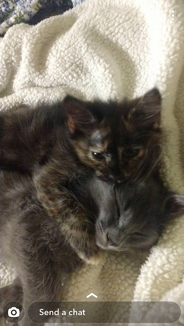 Luna joined the competition — help win amazing prizes! black_cat, carnivore, cat, domestic_long_haired_cat, domestic_short_haired_cat, felidae, kitten, maine_coon, mammal, nebelung, norwegian_forest_cat, oriental_longhair, small_to_medium_sized_cats, snout, vertebrate, whiskers