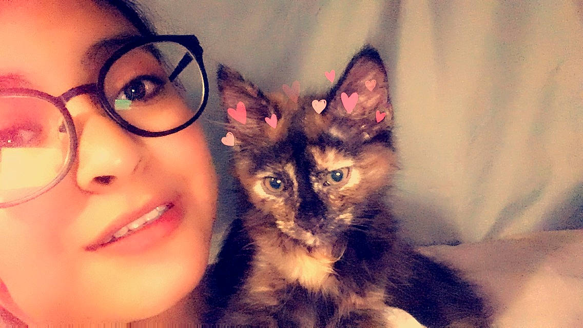 Luna joined the competition — help win amazing prizes! asian, beauty, carnivore, cat, ear, eye, eyewear, face, felidae, fur, glasses, head, iris, kitten, nose, selfie, skin, small_to_medium_sized_cats, snout, whiskers