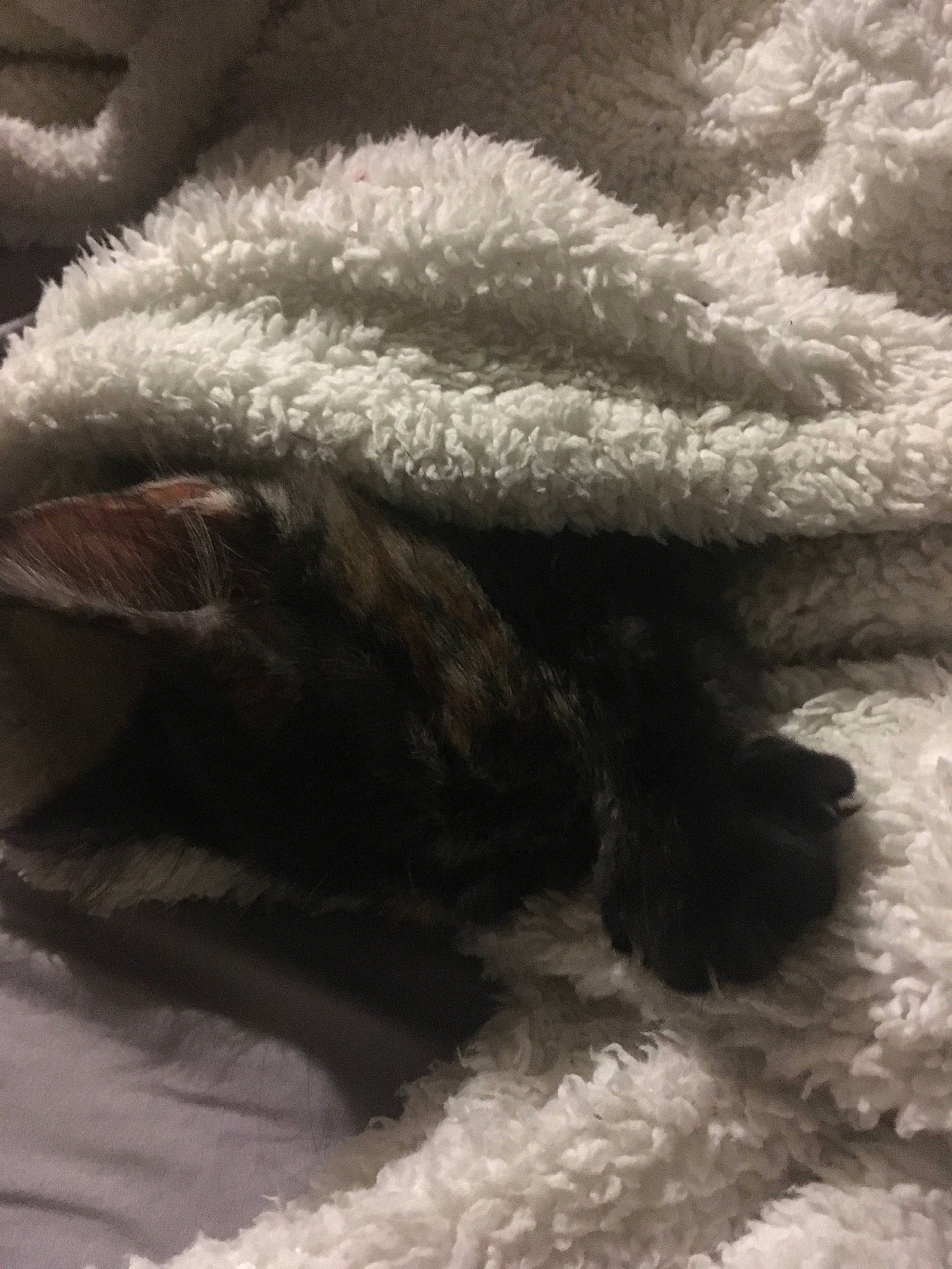 Luna is registered to the contest to win money with this photo: fur, knitting, linens, shoe, tail, textile, winter, wool