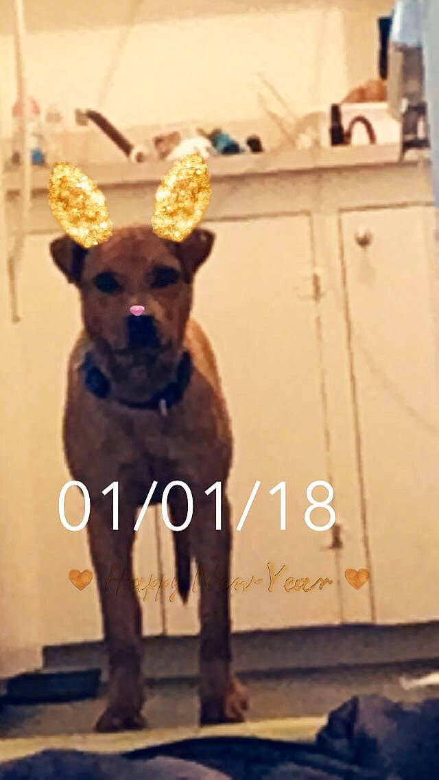 Danny Davito is registered to the contest to win money with this photo: canidae, carnivore, companion_dog, dog, dog_breed, fawn, formosan_mountain_dog, non_sporting_group, snout, sporting_group