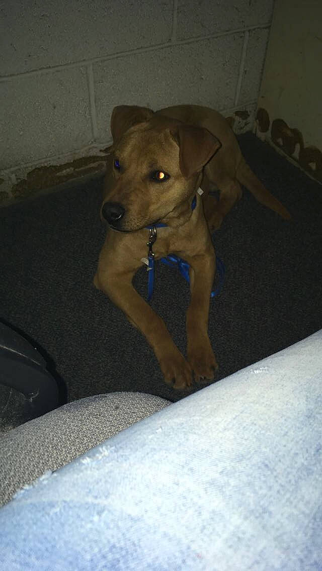 Danny Davito joined the competition — help win amazing prizes! american_pit_bull_terrier, canidae, carnivore, dog, dog_breed, fawn, mammal, non_sporting_group