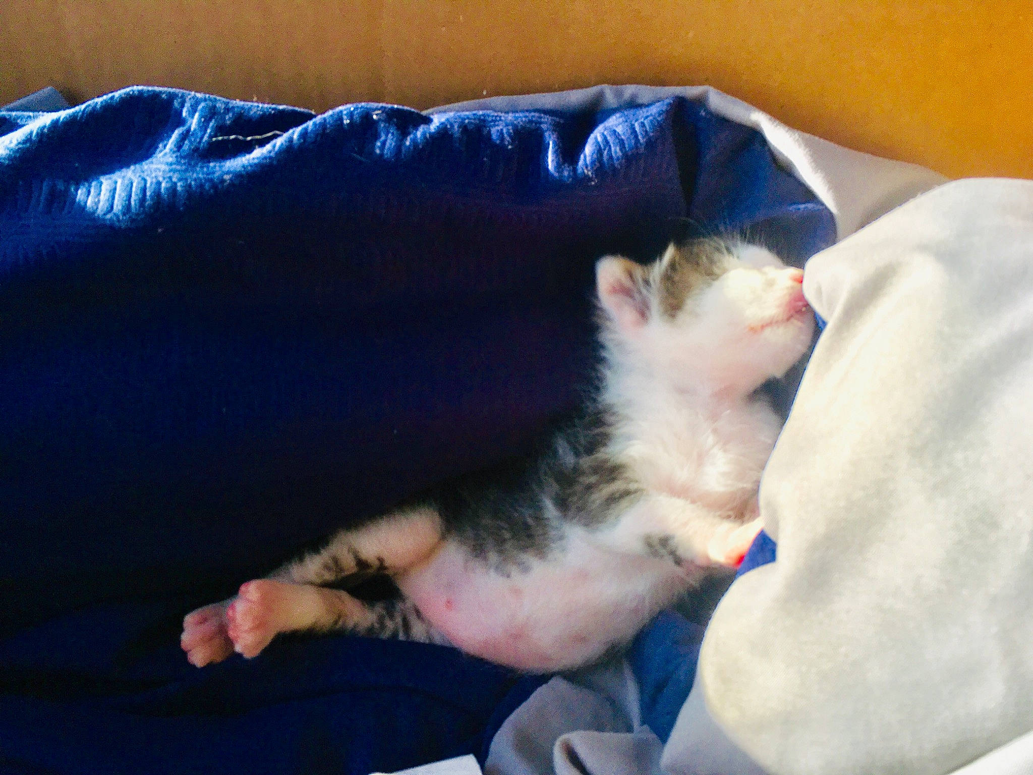 CLaus joined the competition — help win amazing prizes! canidae, carnivore, cat, dog_breed, ear, felidae, kitten, leg, nap, nose, paw, puppy, sleep, small_to_medium_sized_cats, whiskers