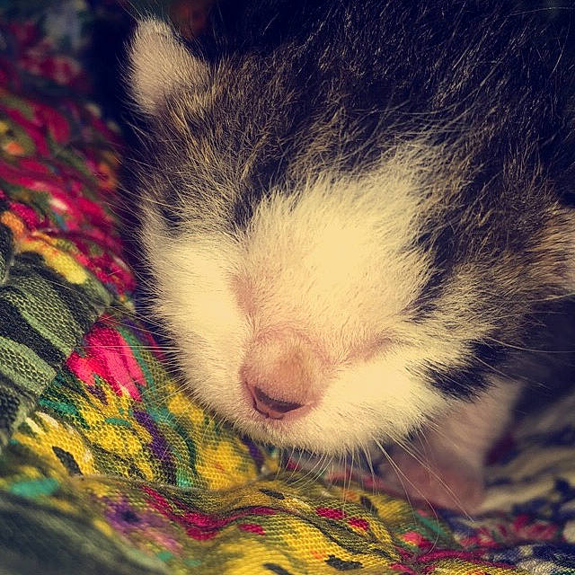 CLaus is registered to the contest to win money with this photo: canidae, carnivore, cat, eye, felidae, fur, mammal, nap, nose, puppy, siberian_husky, sky, sleep, small_to_medium_sized_cats, snout, tail, whiskers