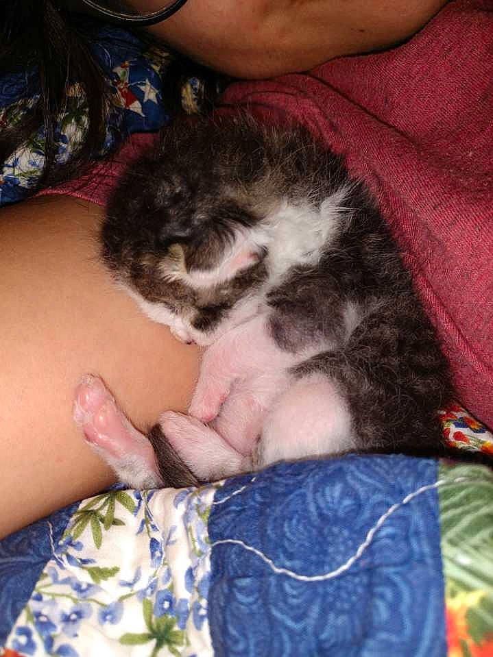 CLaus is registered to the contest to win money with this photo: carnivore, cat, felidae, kitten, norwegian_forest_cat, small_to_medium_sized_cats, whiskers