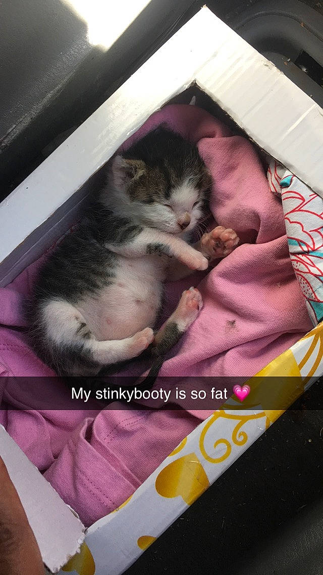 CLaus is registered to the contest to win money with this photo: carnivore, cat, domestic_short_haired_cat, european_shorthair, felidae, fur, kitten, nap, paw, photo_caption, small_to_medium_sized_cats, whiskers