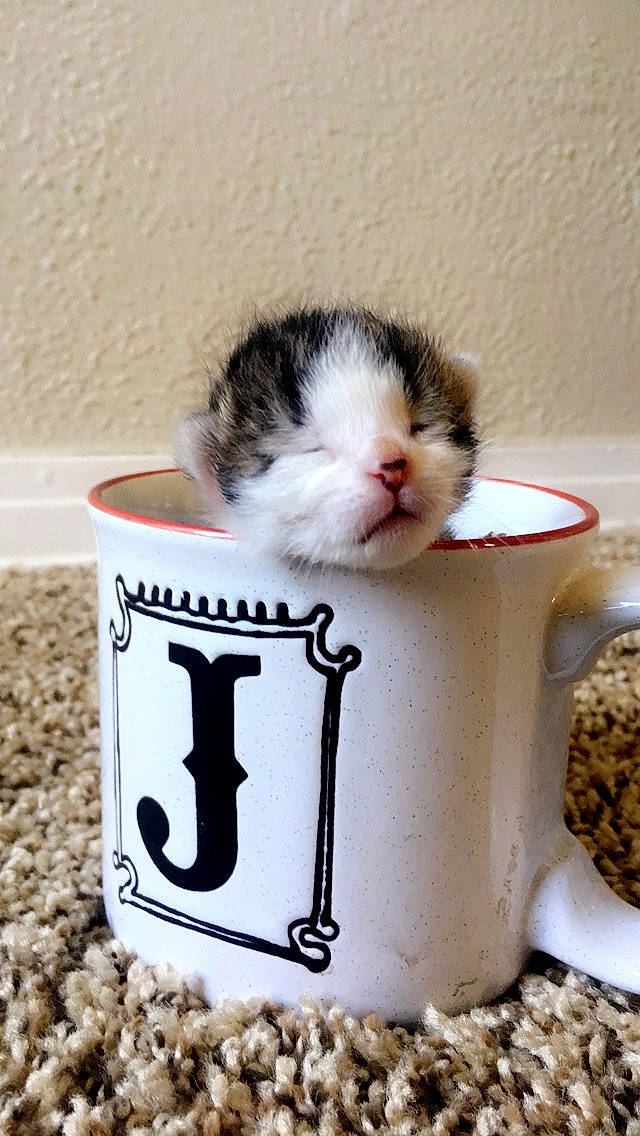 CLaus joined the competition — help win amazing prizes! carnivore, cat, coffee_cup, cup, drinkware, felidae, kitten, mammal, munchkin, norwegian_forest_cat, scottish_fold, small_to_medium_sized_cats