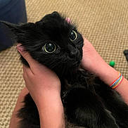 Shadow joined the competition — help win amazing prizes! cat, black_cat, pet, animal, feline, wide_eyes, whiskers, fur, black_fur, close_up, portrait, being_held, human_hands, cuddling, indoor, carpet, cozy, colorful_bracelets, green_toy, photography