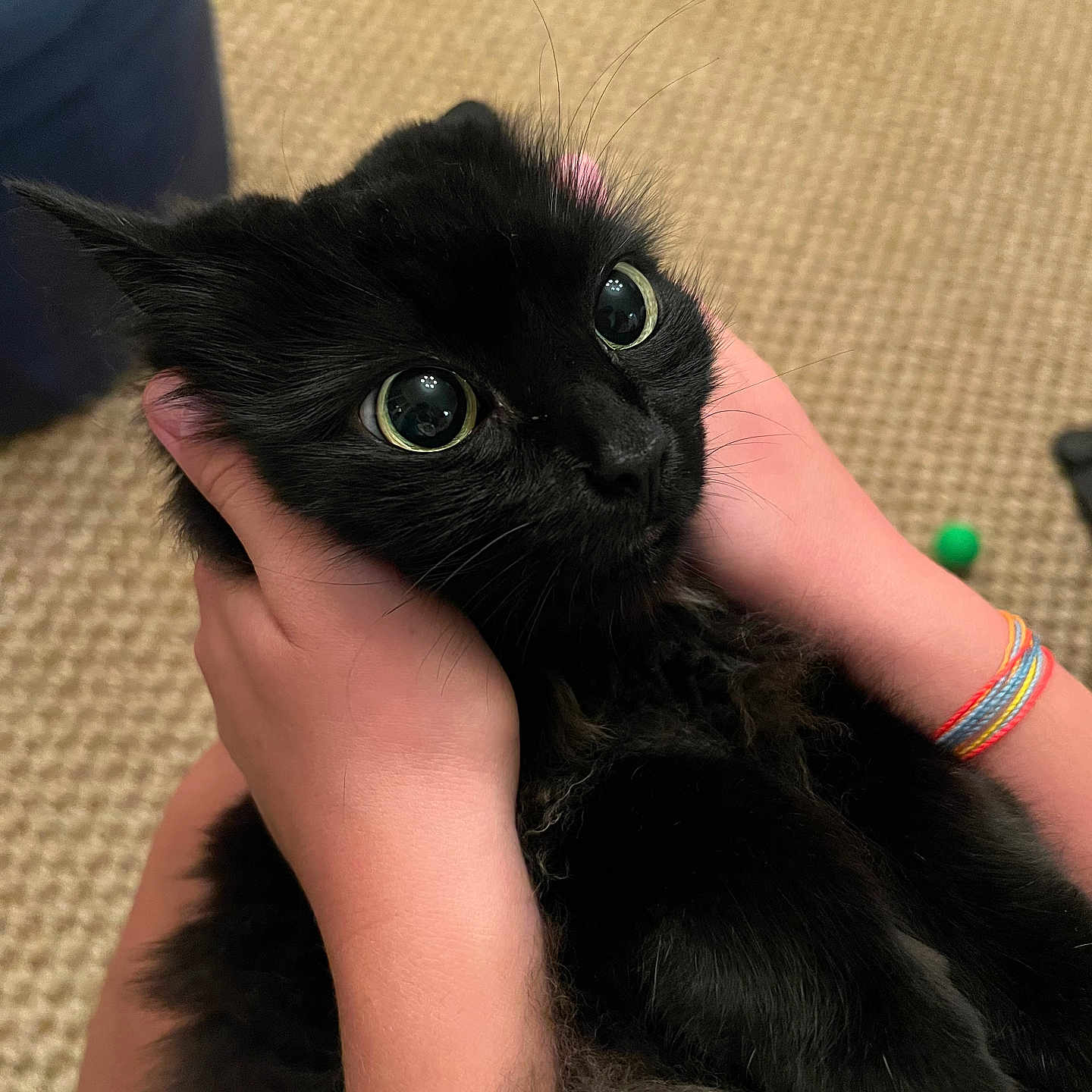 Shadow joined the competition — help win amazing prizes! cat, black_cat, pet, animal, feline, wide_eyes, whiskers, fur, black_fur, close_up, portrait, being_held, human_hands, cuddling, indoor, carpet, cozy, colorful_bracelets, green_toy, photography