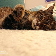 Maní a rejoint le concours — aidez-le/la à gagner de superbes lots ! cat, tabby, pet, indoor, relaxed, fur, whiskers, paw, lying_down, close_up, sleepy, cozy, home, soft_surface, animal, cute, mammal, domestic, resting, feline