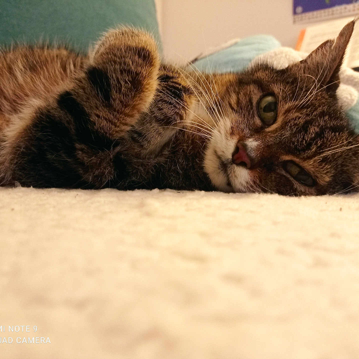 Maní a rejoint le concours — aidez-le/la à gagner de superbes lots ! cat, tabby, pet, indoor, relaxed, fur, whiskers, paw, lying_down, close_up, sleepy, cozy, home, soft_surface, animal, cute, mammal, domestic, resting, feline