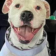 Sissy is registered to the contest to win money with this photo: dog, white_dog, smiling, tongue_out, collar, pet, canine, happy, close_up, indoor, car_interior, animal, friendly, ears, teeth, fur, muzzle, portrait, companion, domestic_animal