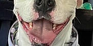 Sissy is registered to the contest to win money with this photo: animal, canine, car_interior, close_up, collar, companion, dog, domestic_animal, ears, friendly, fur, happy, indoor, muzzle, pet, portrait, smiling, teeth, tongue_out, white_dog