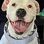 dog, white_dog, smiling, tongue_out, collar, pet, canine, happy, close_up, indoor, car_interior, animal, friendly, ears, teeth, fur, muzzle, portrait, companion, domestic_animal