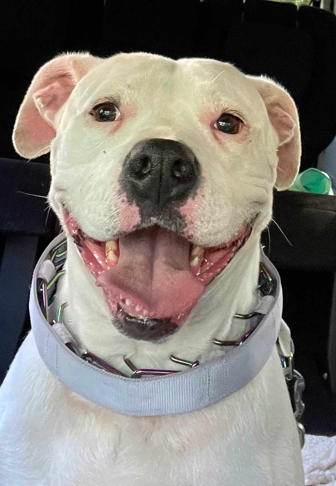 Sissy is registered to the contest to win money with this photo: dog, white_dog, smiling, tongue_out, collar, pet, canine, happy, close_up, indoor, car_interior, animal, friendly, ears, teeth, fur, muzzle, portrait, companion, domestic_animal