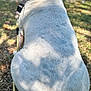Sissy is registered to the contest to win money with this photo: animal, calm, canine, close_up, collar, daylight, dog, fur, grass, leaf, nature, outdoor, park, pet, quiet, shadow, side_view, sitting, sunlight, white_dog