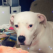 Sissy joined the competition — help win amazing prizes! animal, black_nose, blanket, closeup, clutter, comb, couch, dog, domestic_animal, ears, face, fur, furniture, household_items, indoor, pet, pink_object, relaxed, sparkle_effect, white_dog