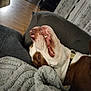 Oslo participe au concours pour gagner de l'argent avec cette photo : dog, canine, pet, lying_down, blanket, couch, indoor, home, relaxing, sleepy, fur, collar, brown_and_white, snout, teeth, comfort, living_room, textured_blanket, floor, kitchen
