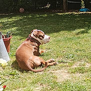 Oslo a rejoint le concours — aidez-le/la à gagner de superbes lots ! dog, brown_dog, white_dog, collar, grass, garden, sunlight, potted_plant, outdoor, pet, relaxing, nature, yard, daylight, summer, animal, canine, leisure, greenery, backyard