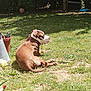 dog, brown_dog, white_dog, collar, grass, garden, sunlight, potted_plant, outdoor, pet, relaxing, nature, yard, daylight, summer, animal, canine, leisure, greenery, backyard