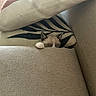 kitten, cat, cushion, pillow, couch, sleeping, pet, animal, cozy, indoor, soft, fur, paw, resting, cute, small, hidden, relaxing, comfort, home