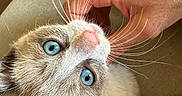 Tzuki a rejoint le concours — aidez-le/la à gagner de superbes lots ! cat, blue_eyes, whiskers, hand, scratching, fur, close_up, curious, pet, indoor, couch, cozy, animal, cute, domestic, feline, soft, relaxed, face, pink_nose