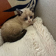 Tzuki a rejoint le concours — aidez-le/la à gagner de superbes lots ! kitten, cat, blue_eyes, fluffy, blanket, couch, pillow, curled_up, cozy, indoor, pet, young, fur, close_up, cute, resting, animal, small, domestic, soft