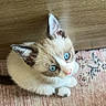 kitten, cat, blue_eyes, fur, pet, animal, cute, curious, indoor, wooden_floor, carpet, small, young, whiskers, ears, sitting, adorable, looking_up, feline, domestic