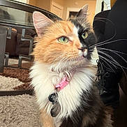 Molly is registered to the contest to win money with this photo: animal, boot, calico_cat, carpet, cat, closeup, collar, cute, domestic_animal, door, feline, fur, furniture, green_eyes, indoor, living_room, pet, portrait, tag, whiskers