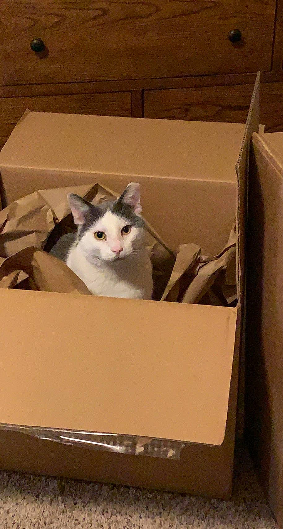 Jersey is registered to the contest to win money with this photo: box, cardboard, carnivore, carton, cat, domestic_short_haired_cat, felidae, packaging_and_labeling, packing_materials, paper, paper_product, pet_supply, service, shipping_box, small_to_medium_sized_cats, whiskers, wood