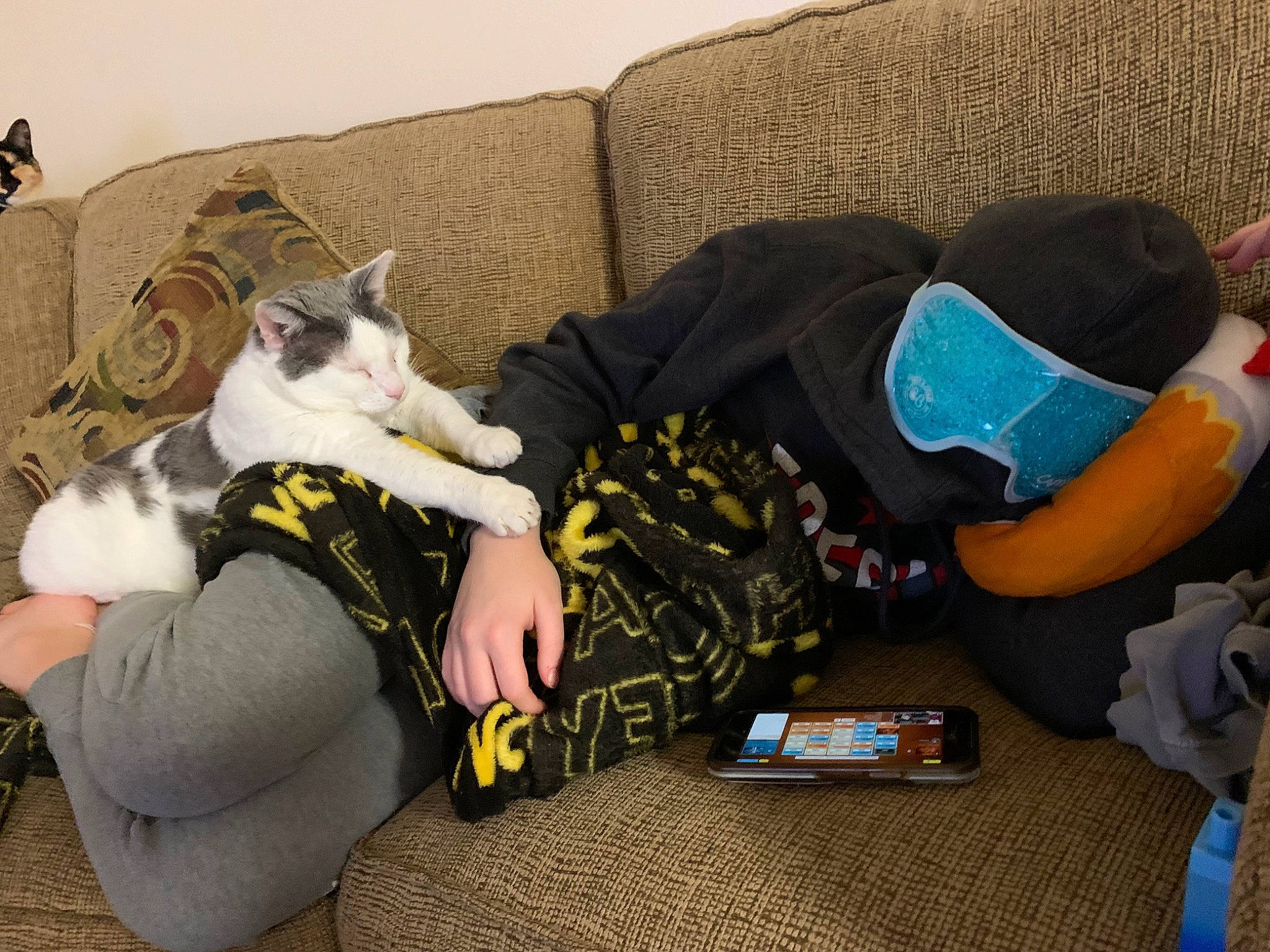 Jersey joined the competition — help win amazing prizes! bag, carnivore, comfort, companion_dog, couch, dog_breed, felidae, fun, fur, lap, leisure, linens, living_room, luggage_and_bags, paw, room, sitting, small_to_medium_sized_cats, thigh, whiskers