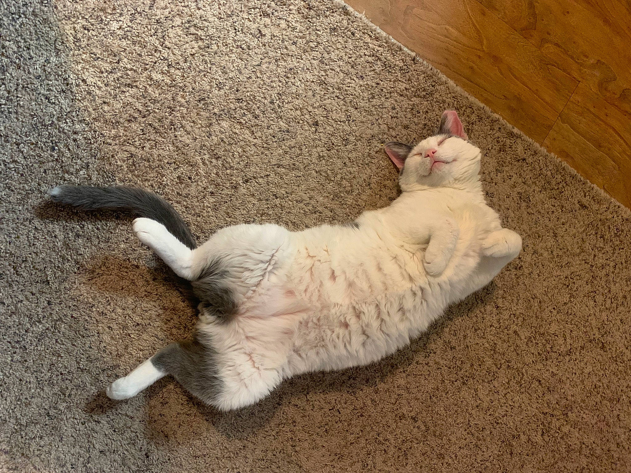 Jersey is registered to the contest to win money with this photo: carnivore, cat, claw, comfort, dog_breed, domestic_short_haired_cat, fawn, felidae, flooring, foot, fur, grey, hardwood, paw, small_to_medium_sized_cats, snout, tail, terrestrial_animal, whiskers, wood