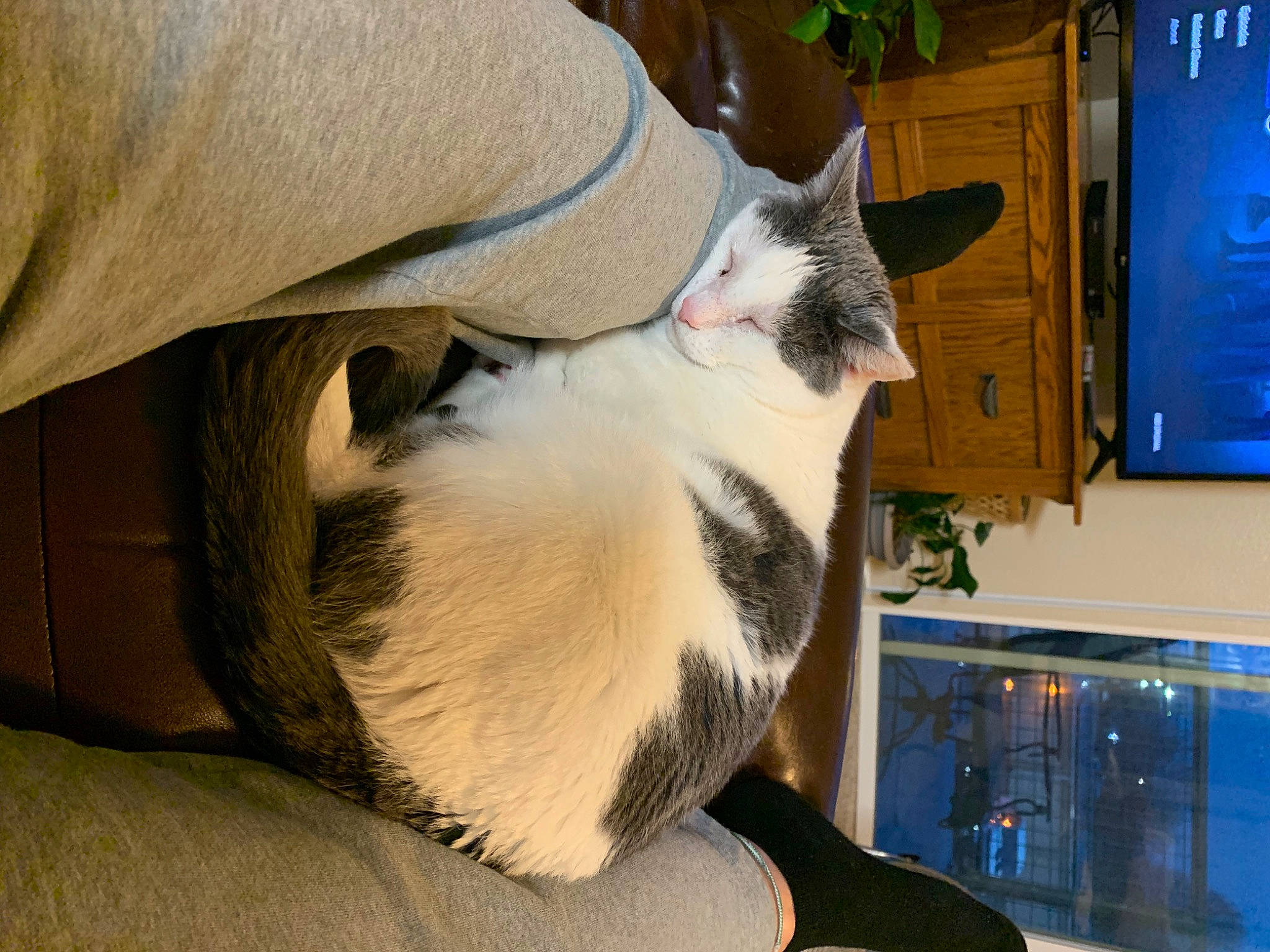 Jersey is registered to the contest to win money with this photo: carnivore, cat, chair, comfort, display_device, domestic_short_haired_cat, fawn, felidae, fur, lap, paw, plant, sitting, small_to_medium_sized_cats, snout, tail, television, whiskers, window, wood