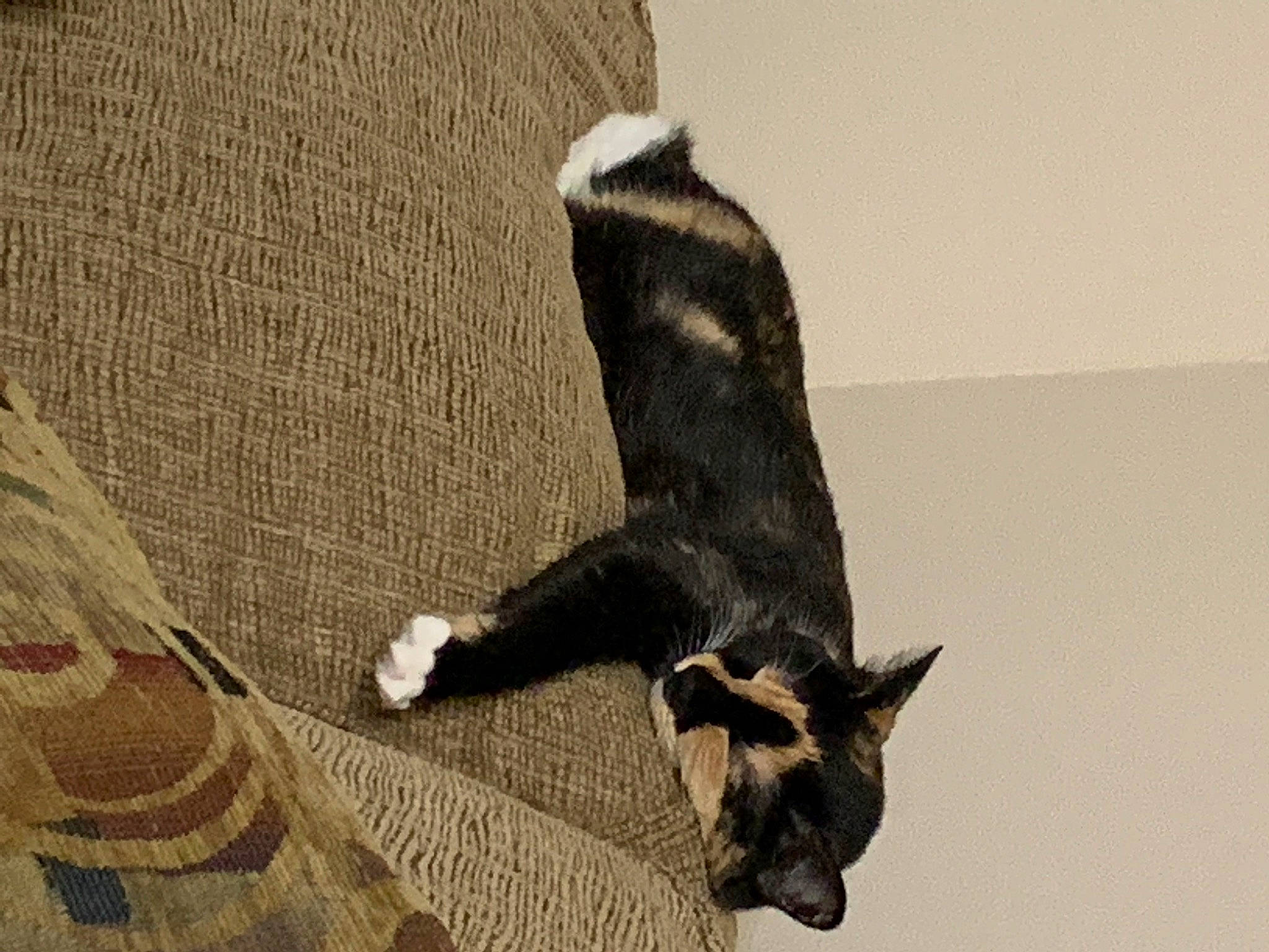 Praline is registered to the contest to win money with this photo: bat, canidae, carnivore, claw, dog_breed, domestic_short_haired_cat, fawn, feather, felidae, flooring, fur, grey, human_leg, small_to_medium_sized_cats, sporting_group, tail, terrestrial_animal, whiskers, wildlife, wood