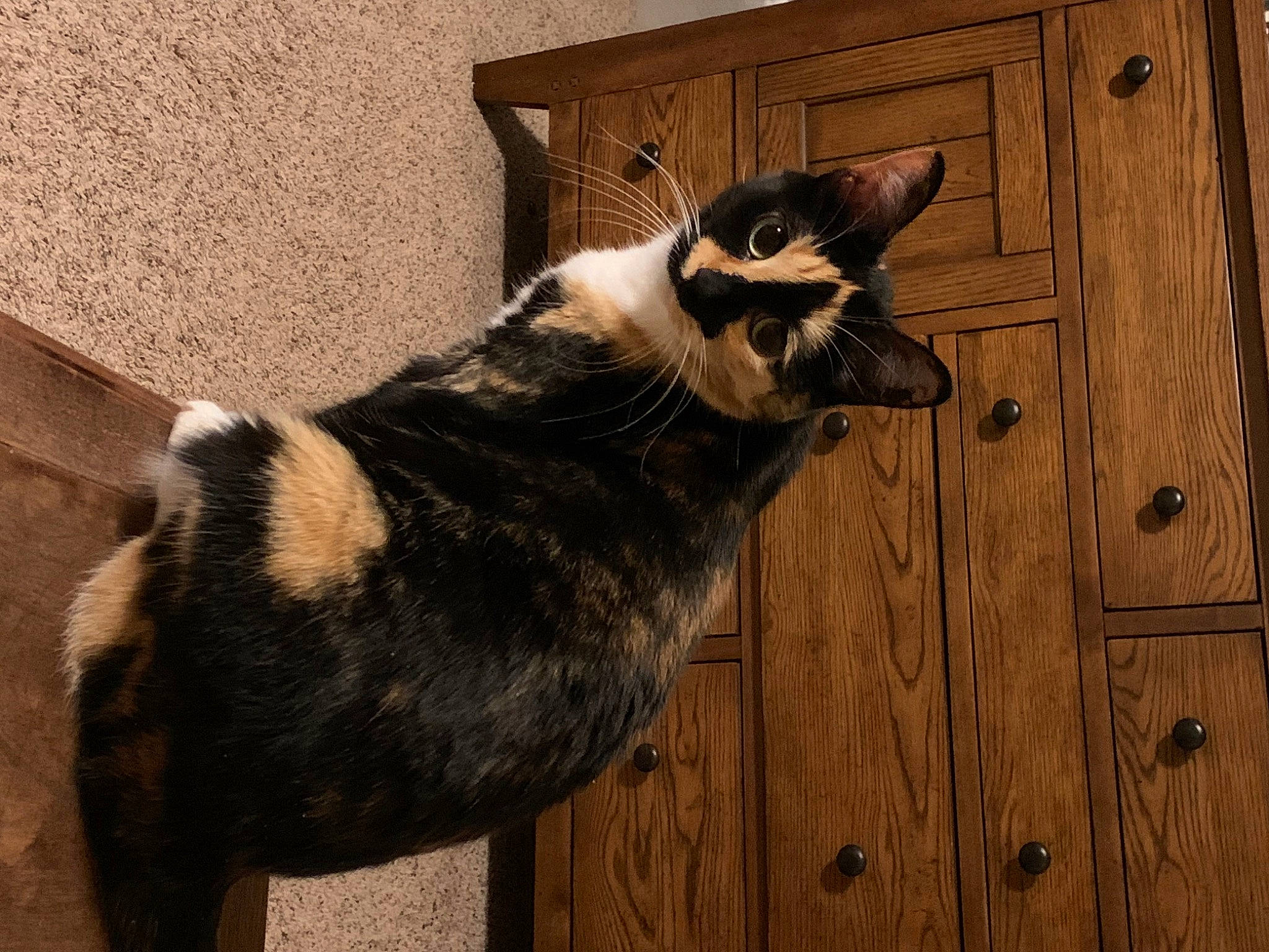 Praline is registered to the contest to win money with this photo: black_cat, carnivore, cat, dog_breed, domestic_short_haired_cat, door, felidae, fur, hardwood, natural_material, plank, shadow, small_to_medium_sized_cats, snout, tail, terrestrial_animal, whiskers, window, wood, wood_stain