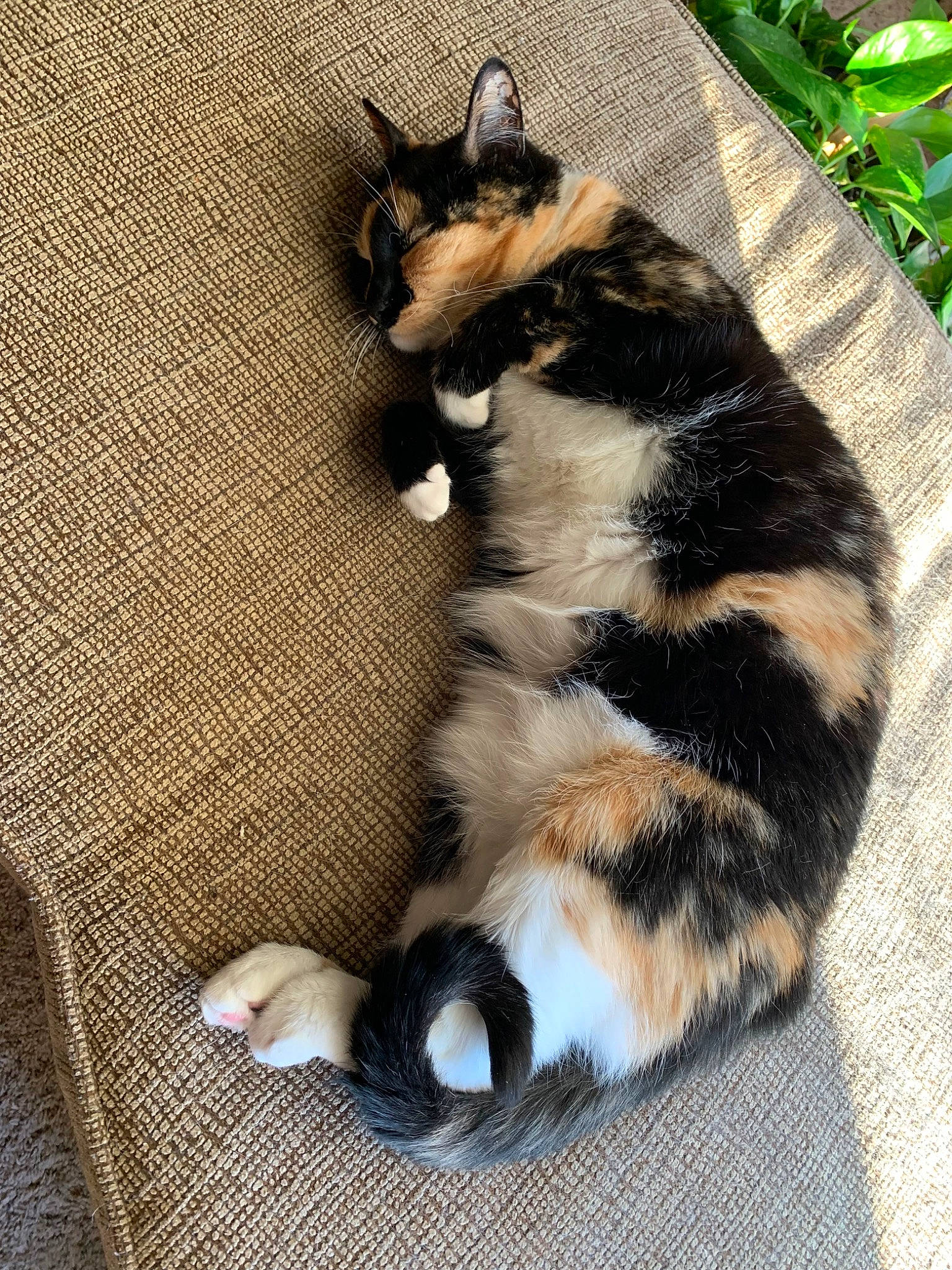 Praline is registered to the contest to win money with this photo: carnivore, cat, claw, comfort, dog_breed, domestic_short_haired_cat, felidae, flooring, foot, fur, grass, paw, plant, small_to_medium_sized_cats, snout, tail, terrestrial_animal, toe, whiskers, wood