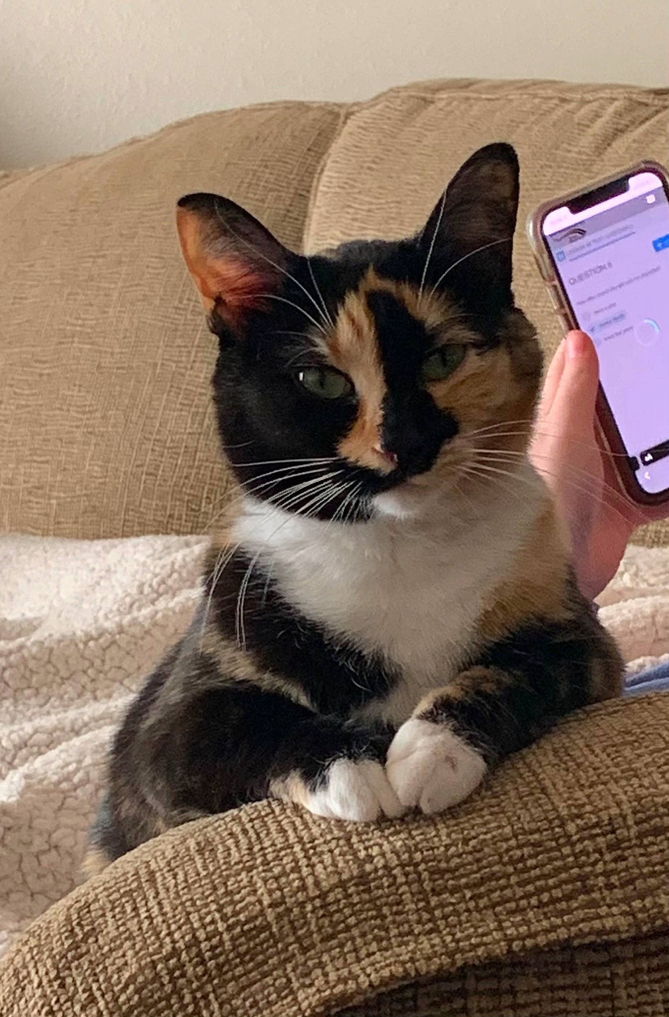 Praline joined the competition — help win amazing prizes! box, carnivore, cat, comfort, domestic_short_haired_cat, felidae, foot, fur, mobile_phone, monochrome_photography, paw, sitting, small_to_medium_sized_cats, snout, tail, whiskers, window, wood