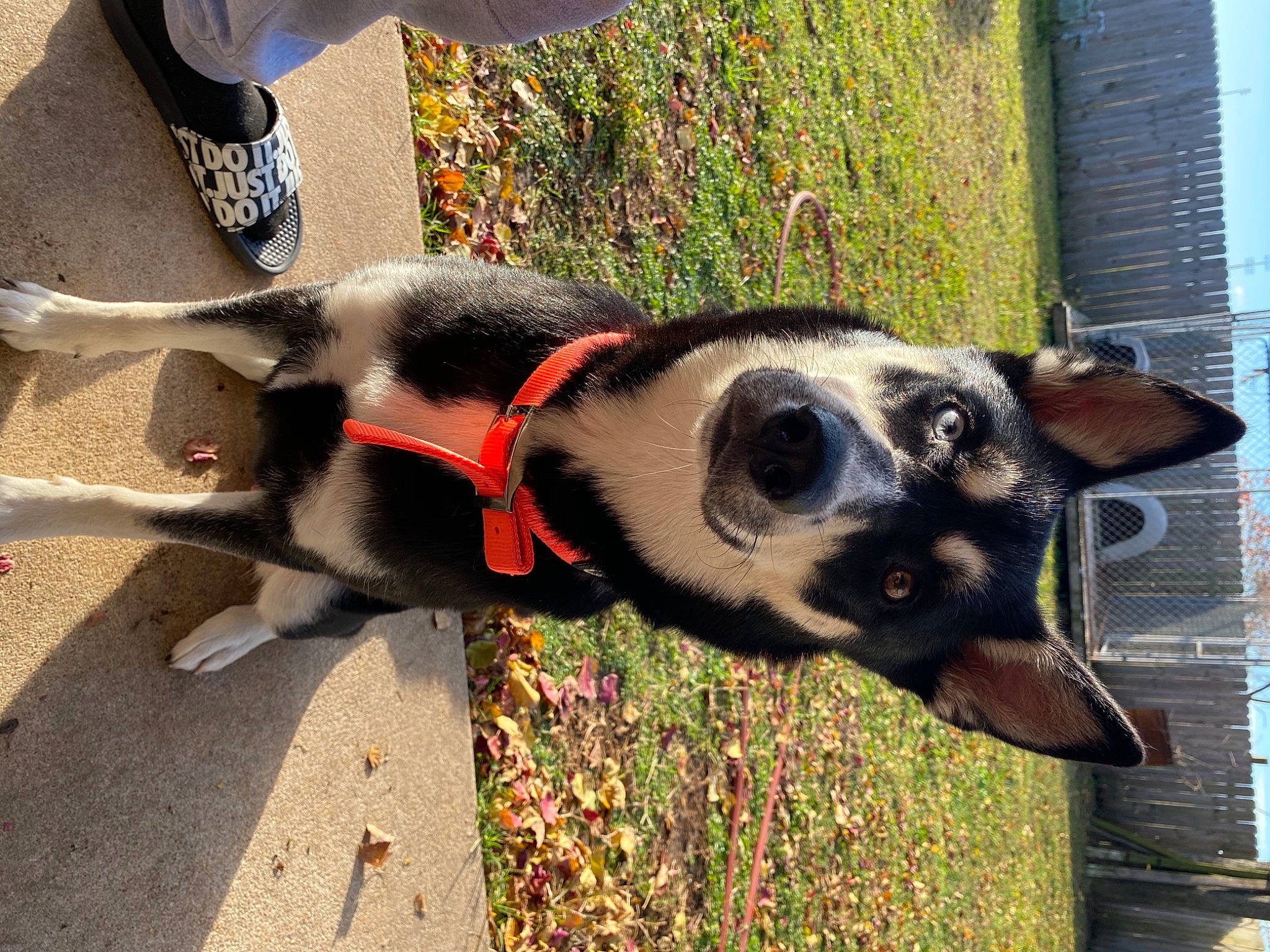 Zelda joined the competition — help win amazing prizes! canidae, carnivore, collar, companion_dog, dog, dog_breed, dog_collar, dog_supply, eyewear, fashion_accessory, fawn, fur, pet_supply, plant, snout, sporting_group, sunglasses, terrestrial_animal, window, working_animal