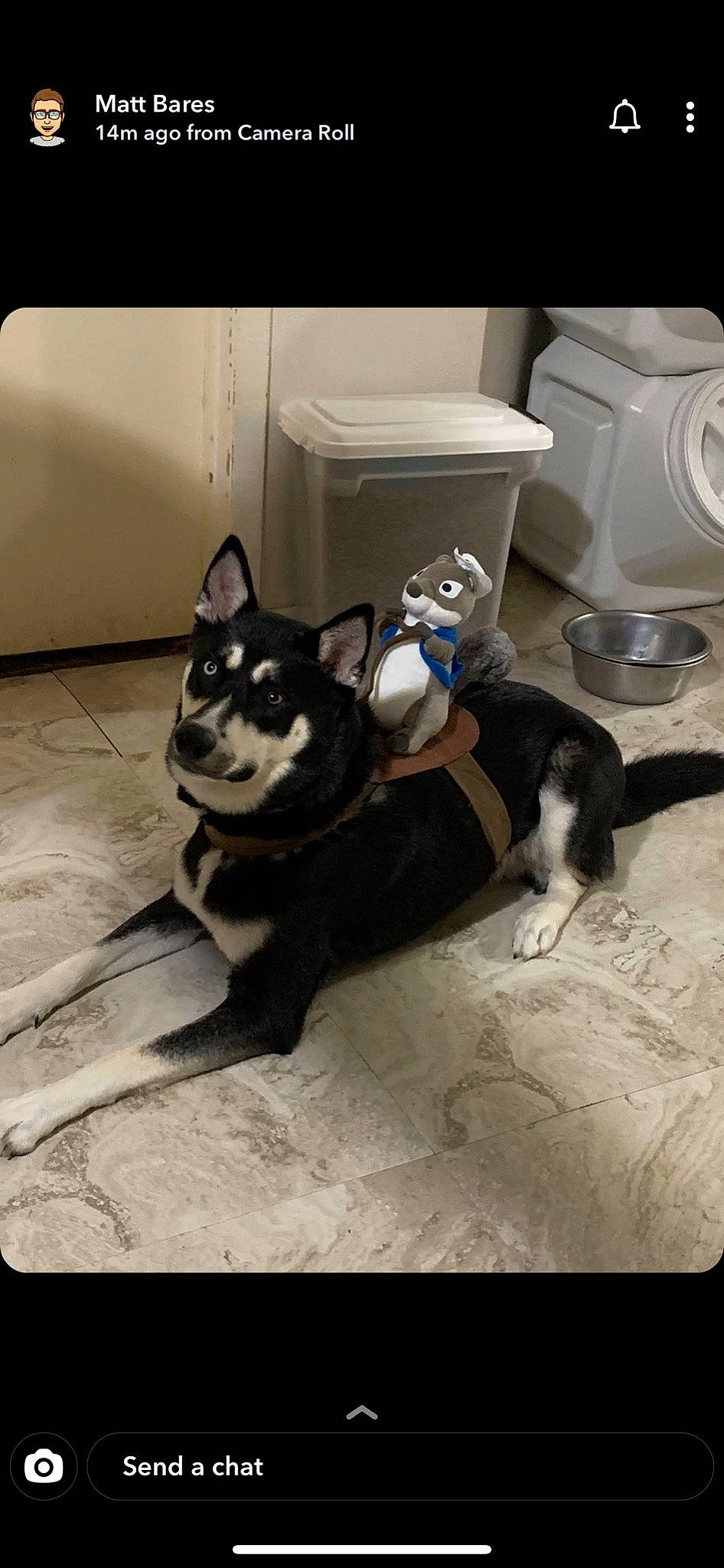 Zelda joined the competition — help win amazing prizes! carnivore, companion_dog, dog, dog_breed, felidae, flooring, fur, kitchen_appliance, mammal, paper_towel, paw, siberian_husky, small_to_medium_sized_cats, sporting_group, tail, terrestrial_animal, vertebrate, whiskers, white, working_animal