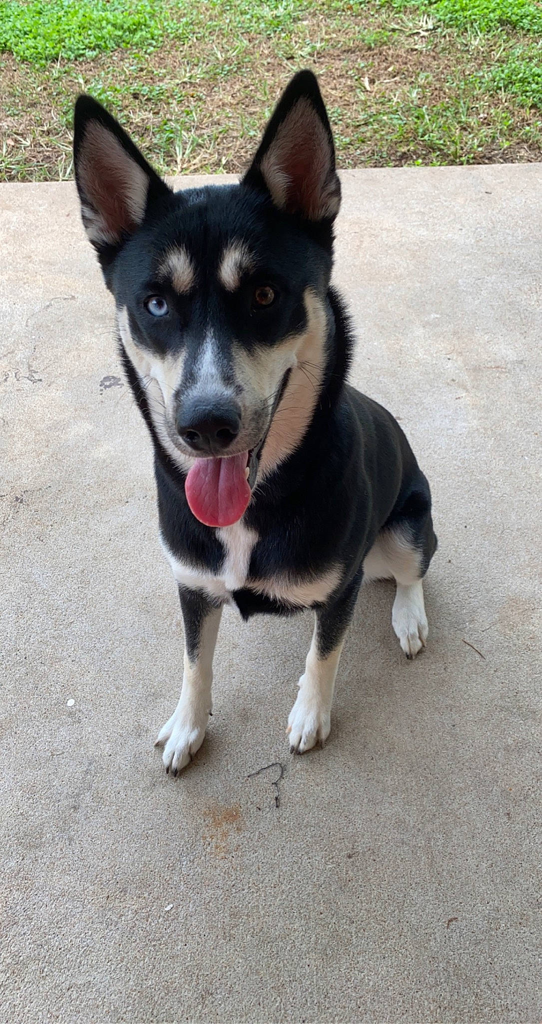 Zelda joined the competition — help win amazing prizes! ancient_dog_breeds, canidae, carnivore, collar, companion_dog, dog, dog_breed, dog_collar, dog_supply, fashion_accessory, fur, grass, herding_dog, leash, puppy, road_surface, snout, sporting_group, working_animal, working_dog